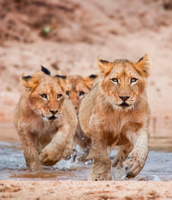 15 Tage Safari und Sansibar